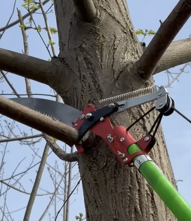 Tree Trimming & Pruning service in Calexico, CA